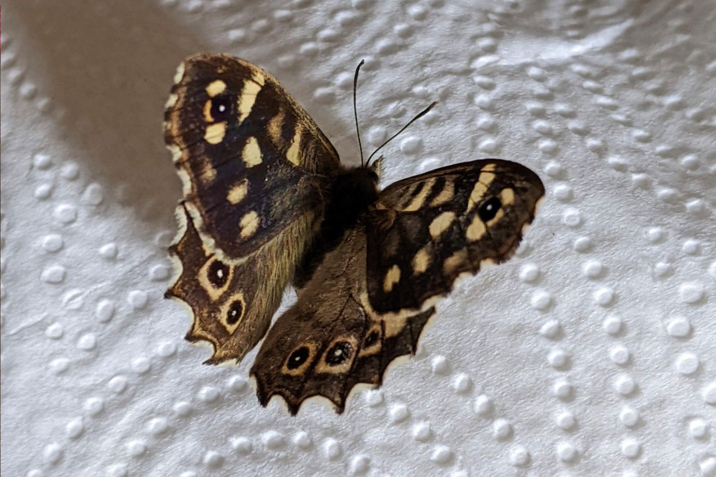 A speckled wood butterfly.