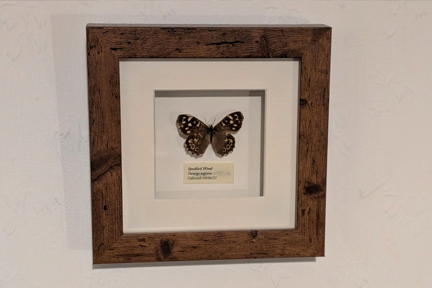 Butterfly in a wooden 3D box frame.