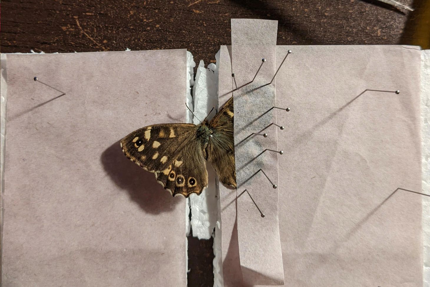A speckled wood butterfly on a pinning board with it's wings being pinned.