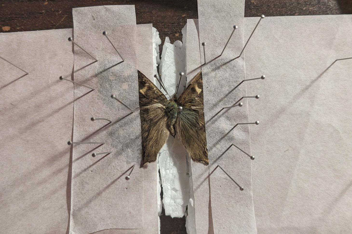 The butterfly after being pinned into position.