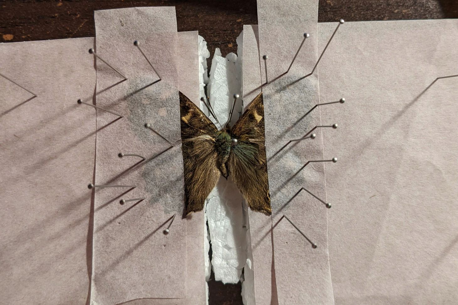 The butterfly after being pinned into position.